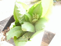 leaves 003.JPG