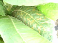 leaves 004.JPG