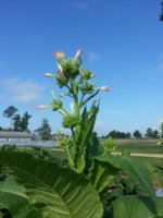 20130620_081641.jpg