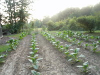 garlic 008.JPG