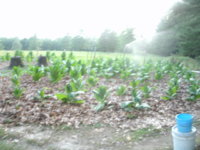 frontandbackgardens 005.JPG
