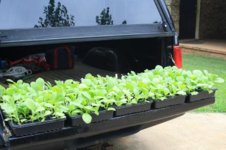 seed starts.jpg