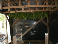 hanging and mud leaf 005.JPG