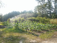 gokarts and plants 008.JPG