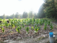 gokarts and plants 010.JPG