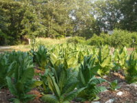 gokarts and plants 012.JPG