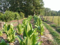 gokarts and plants 011.JPG