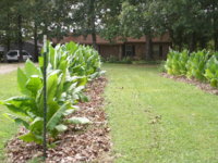 More 'baccer garden pics 011.JPG