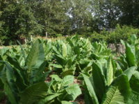 More 'baccer garden pics 013.JPG