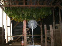 More 'baccer garden pics 015.JPG
