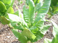 More plants 003.JPG