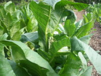 More plants 004.JPG