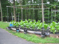 IMG_1827 - Copy.JPG