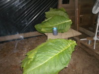in the shed 004.JPG