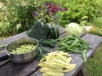 veg.jpg