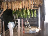 Saturday harvesting 011.JPG