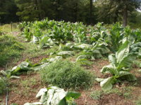 wind storm damage 004.JPG