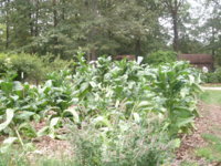 summer crop 006.JPG