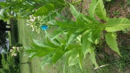 20130726_124959.jpg