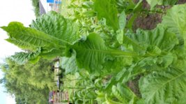 20130726_125210.jpg