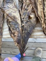 how to remove mold from tobacco Mold on the tobacco | Fair Trade Tobacco