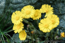 Tussilago_SAM_0452_CYBERLINK_RAW.jpg