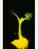 firefly gene in tobacco plant firefly Genes spliced with Tobacco | Fair Trade Tobacco