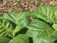 IMG_0795.jpeg