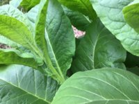 IMG_0841.jpeg