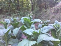 IMG_0844.jpeg