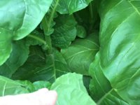 IMG_0846.jpeg