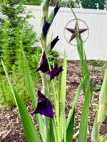 IMG_3392.jpeg