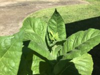 IMG_0850.jpeg