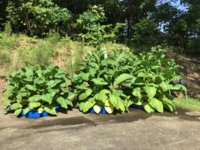 IMG_0857.jpeg