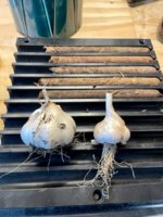 Garlic.jpg Garlic.jpg