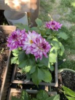 IMG_3706.jpeg