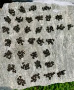 IMG_3413.jpeg
