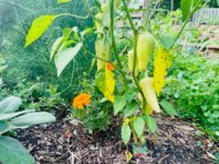 peppers.jpg