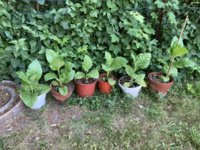 IMG_5423.jpeg