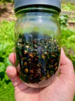 Jar.jpg
