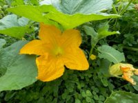 squash2.jpg