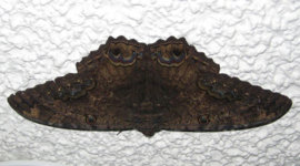black witch moth.jpg