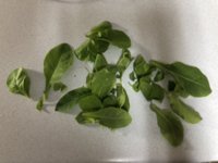 IMG_5633.jpeg