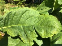 IMG_0901.jpeg
