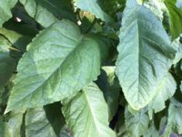 IMG_0896.jpeg