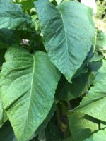 IMG_0895.jpeg