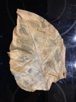 IMG_5545.jpeg
