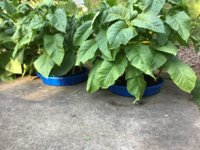 IMG_0903.jpeg