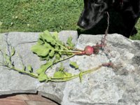 radish.jpg