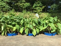 IMG_0917.jpeg